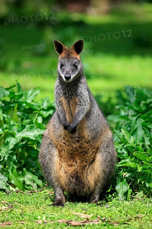 Swamp wallaby (Wallabia bicolor)