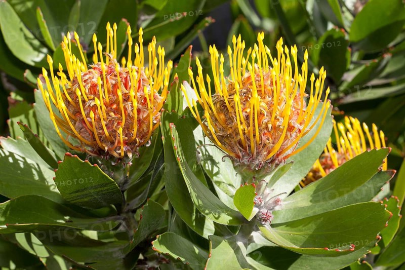 Tree Pincushion or Pincushion Protea (Leucospermum conocarpodendron)