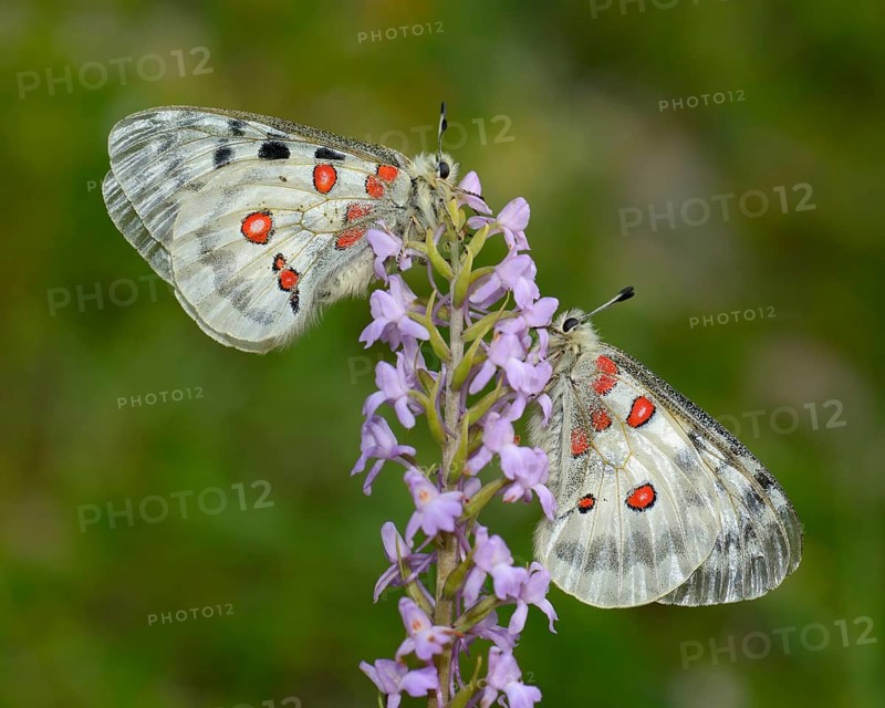 Apollo Butterflies (Parnassius apollo)