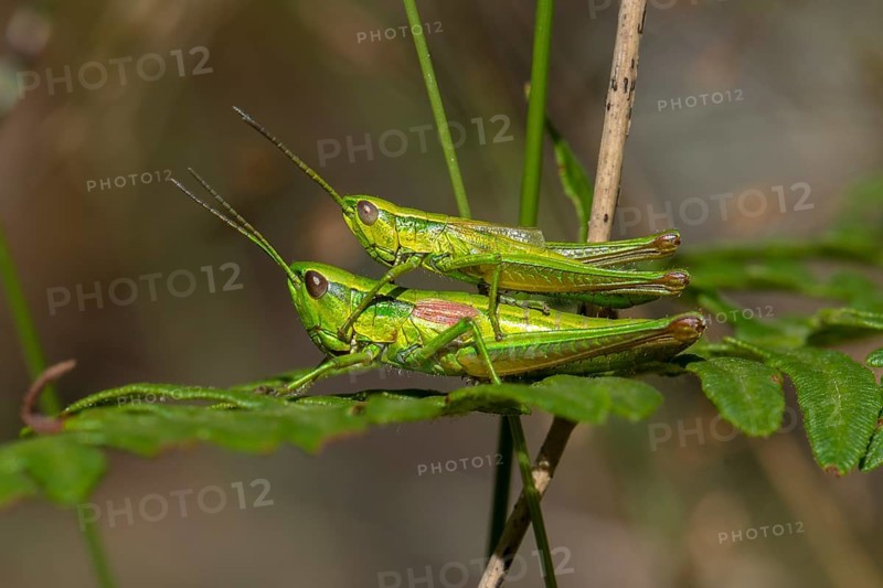 Small Gold Grasshopper (Euthystira brachyptera