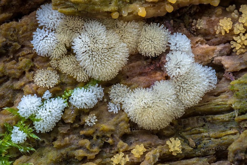 Icicle Fairy Fans (Ceratiomyxa fruticulosa)
