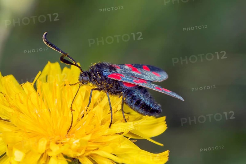 Six-spot Burnet moth (Zygaena filipendulae)