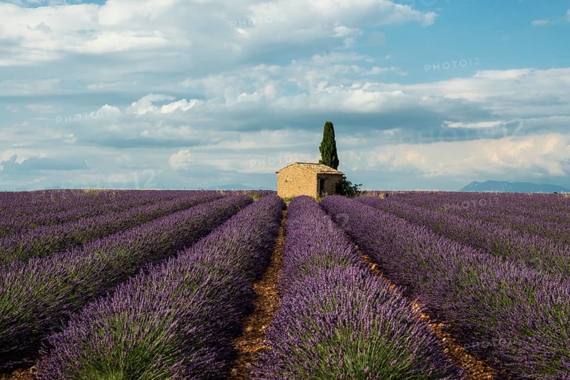 Small house with cypress in a lavender field