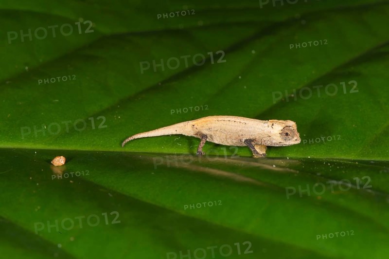 Peyrieras' Pygmy Chameleon (Brookesia peyrierasi)