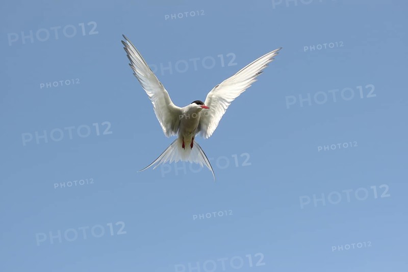 Arctic tern (Sterna paradisaea) flying