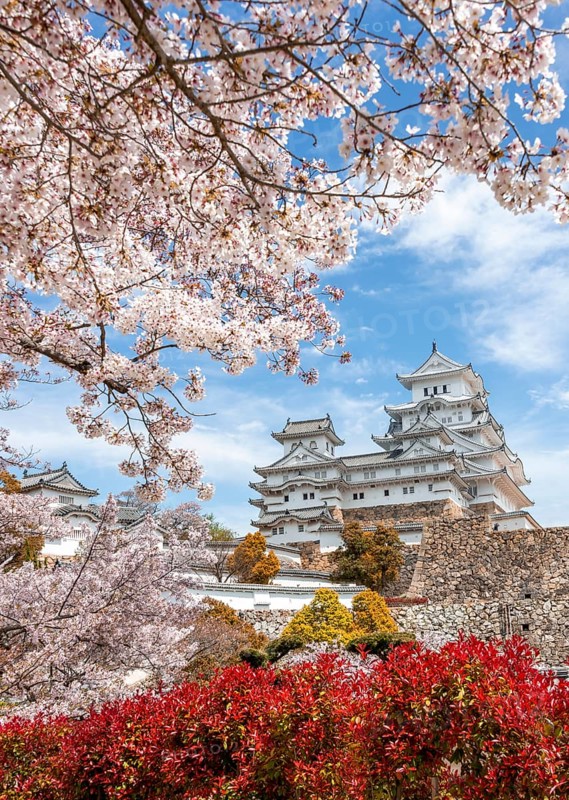 Blossoming cherry trees