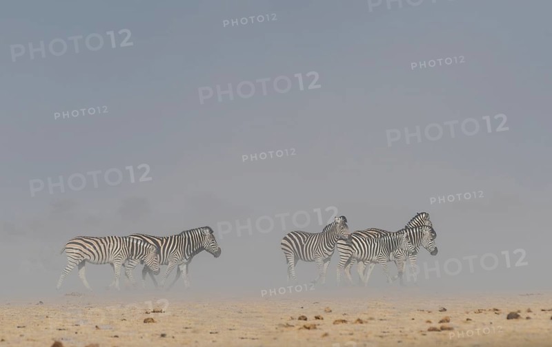 Burchell's Zebras (Equus quagga burchelli)