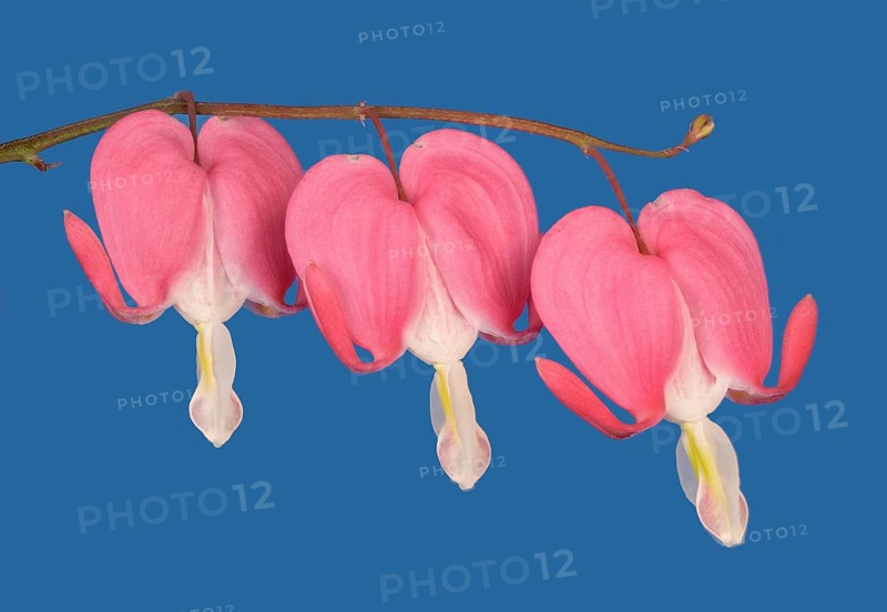 Old-fashioned bleeding-heart (Lamprocapnos spectabilis) against a blue background