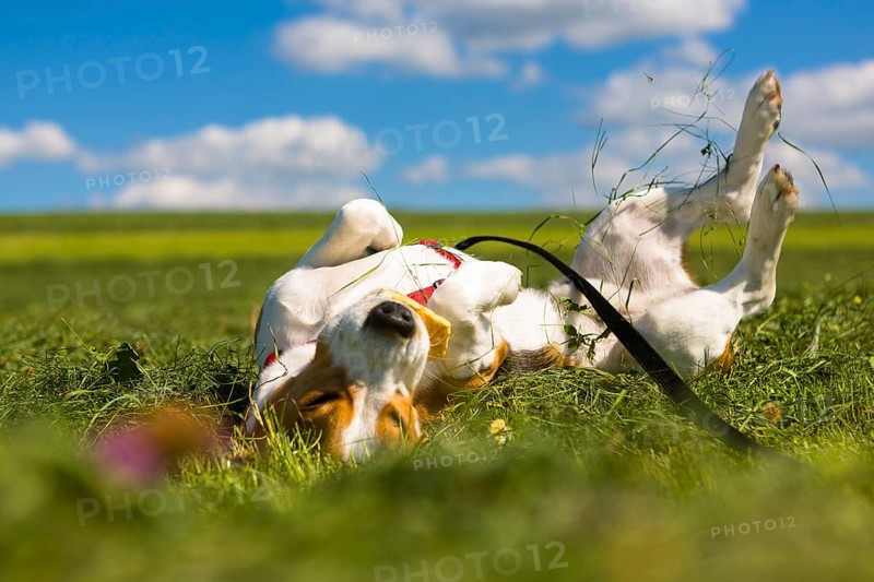 Tricolour Beagle