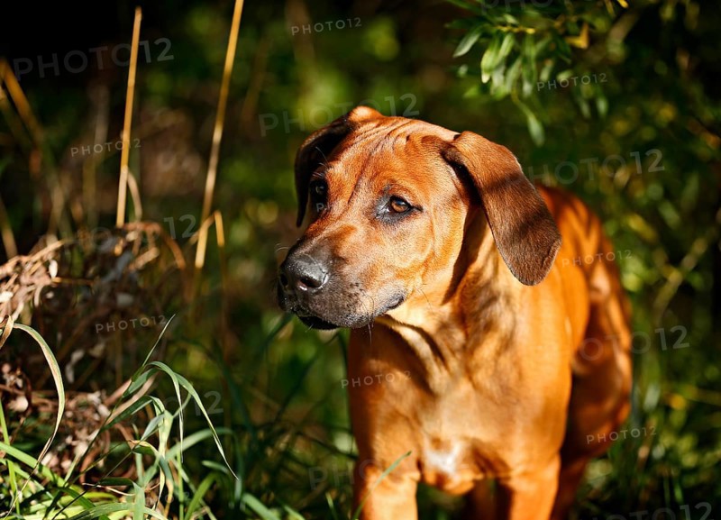 Rhodesian Ridgeback