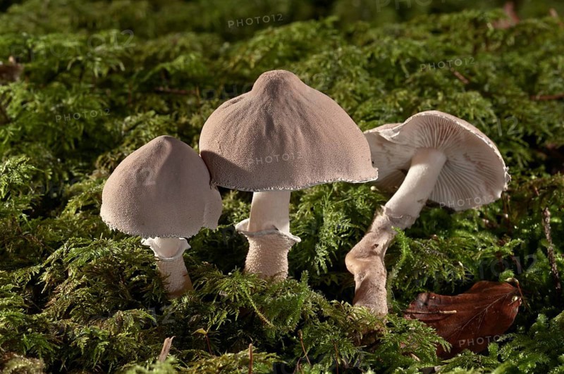 Pearly powdercap (Cystoderma carcharias)