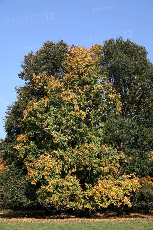 Autumn in the recreation area at Decksteiner Weiher lake