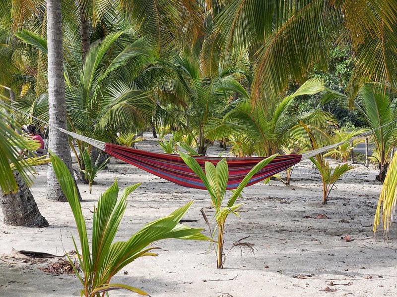 Hammock under the palm trees