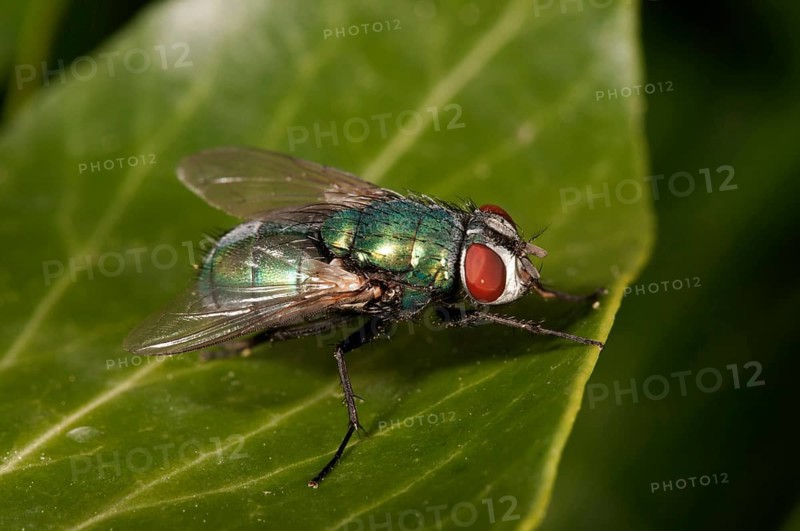 Green Bottle Fly (Lucilia sp.)