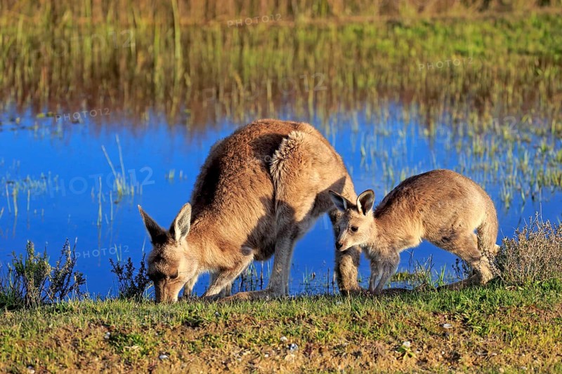 Eastern Grey Kangaroo (Macropus giganteus) female with joey