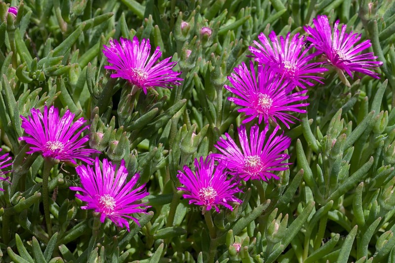 Trailing Iceplant (Delosperma cooperi)