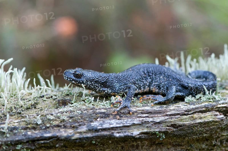 Northern crested newt (Triturus cristatus)