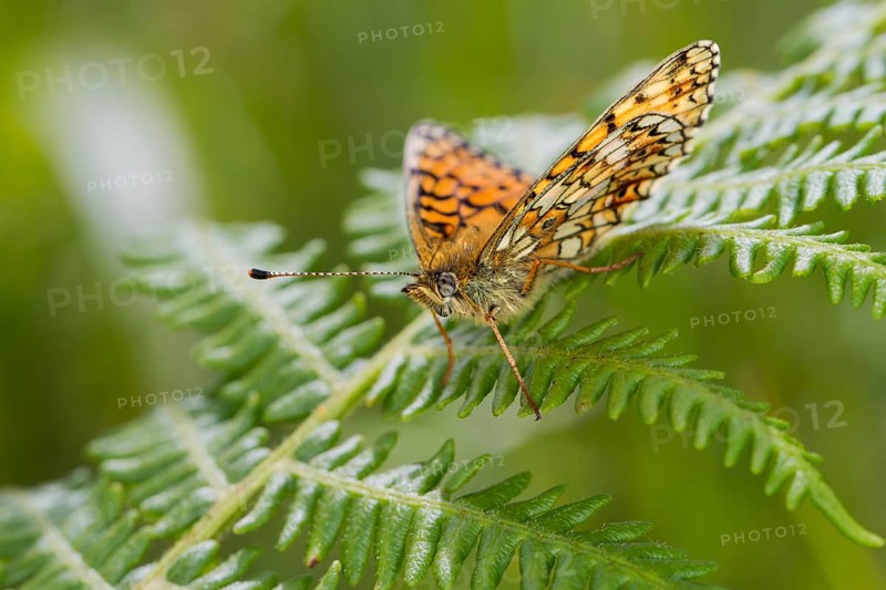 Small Pearl-bordered Fritillary butterfly (Boloria selene)