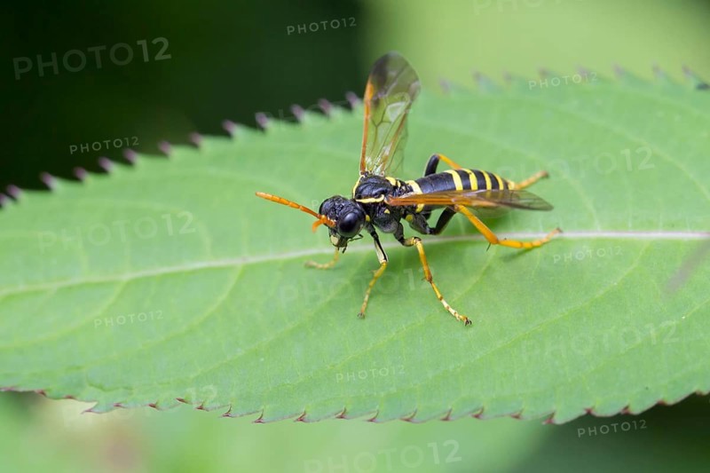 Figwort Sawfly (Tenthredo scrophulariae)