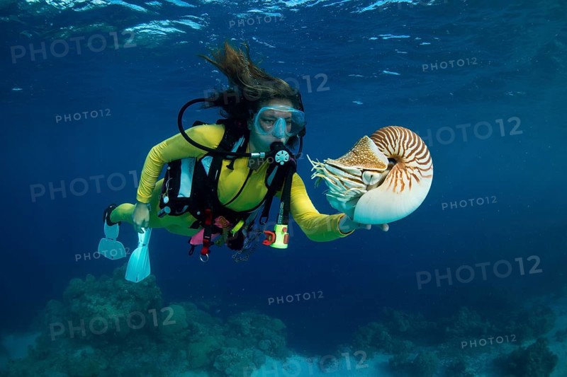 Scuba diver watching a Palau Nautilus (Nautilus belauensis)