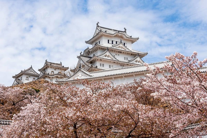 Blossoming cherry trees
