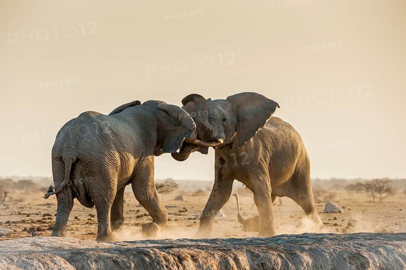 African elephants (Loxodonta africana) fighting at a waterhole