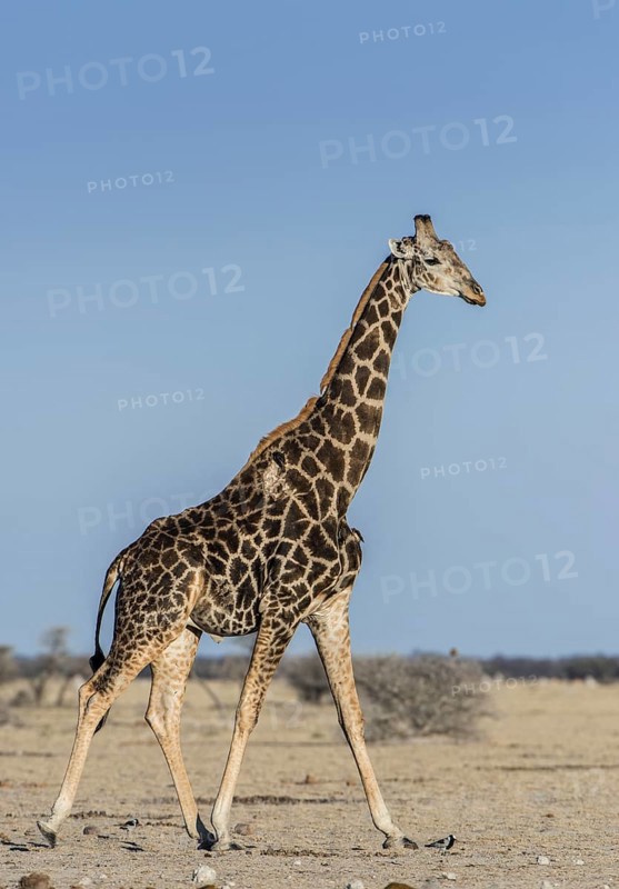 Angolan Giraffe (Giraffa camelopardalis angolensis)
