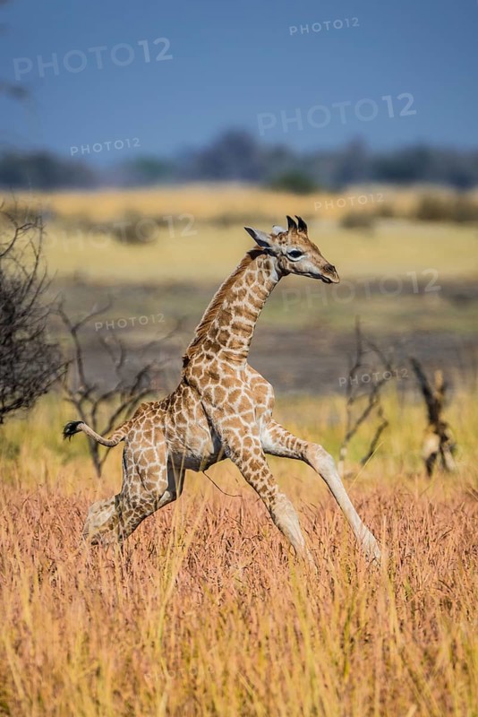 Angolan Giraffe (Giraffa camelopardalis angolensis)
