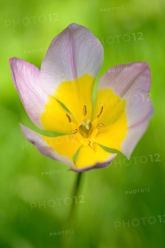 Candia tulip (Tulipa bakeri)
