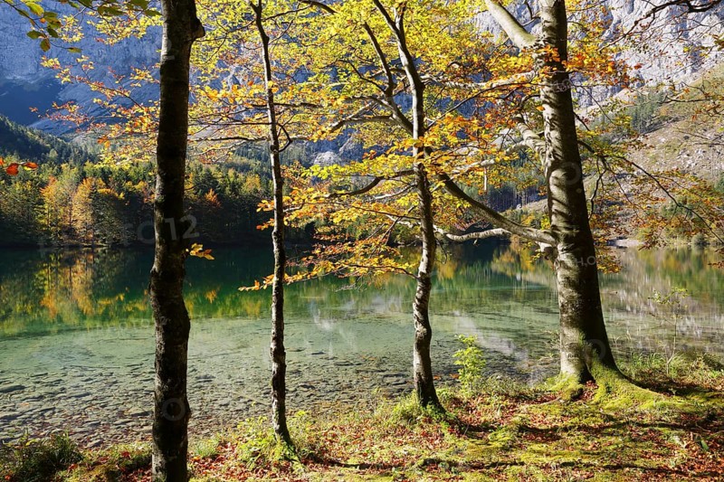 European Beeches (Fagus sylvatica) on lake Hinterer Langbathsee in autumn