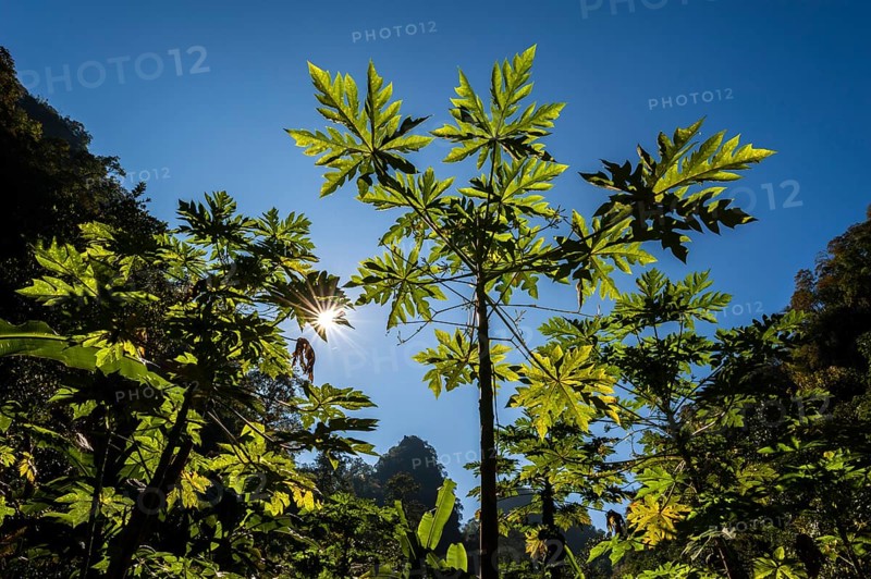 Papaya tree (Carica papaya)