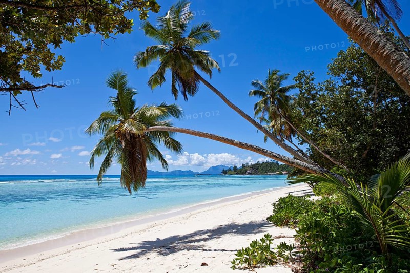 Coconut palms (Cocos nucifera) on the beach of Anse La Passe