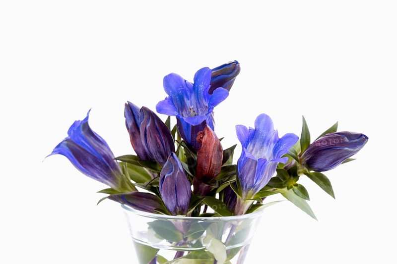 Autumn Gentians (Gentiana scabra)