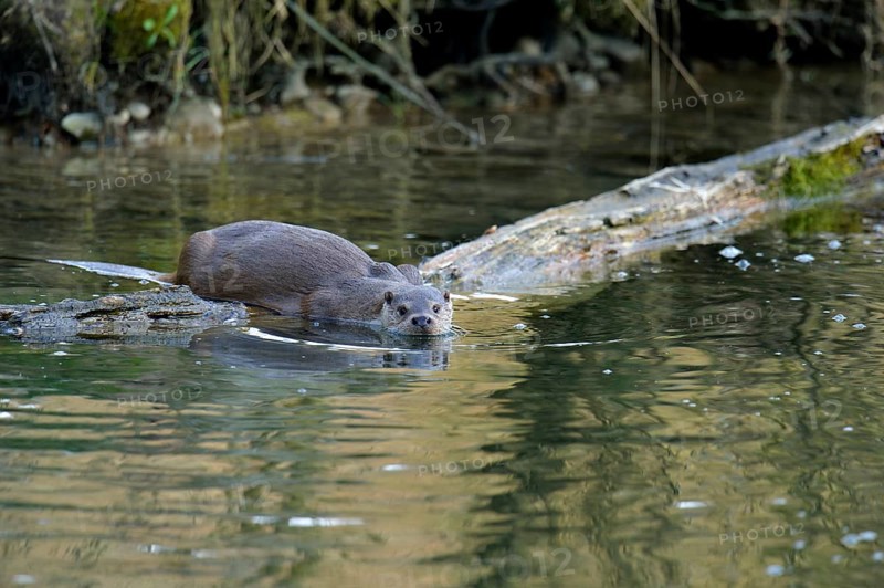 European Otter (Lutra lutra)