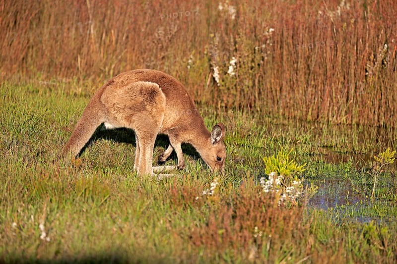 Eastern Grey Kangaroo (Macropus giganteus)