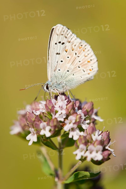 Adonis Blue (Polyommatus bellargus