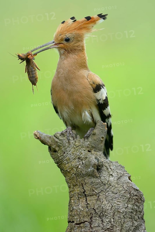 Hoopoe (Upupa epops)