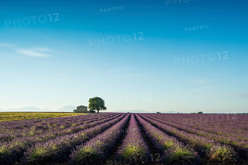 Lavender field