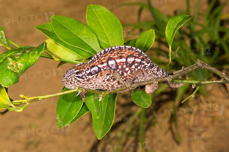 Carpet Chameleon (Furcifer lateralis)