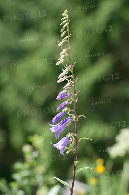 Creeping Bellflower or Rover Bellflower (Campanula rapunculoides)