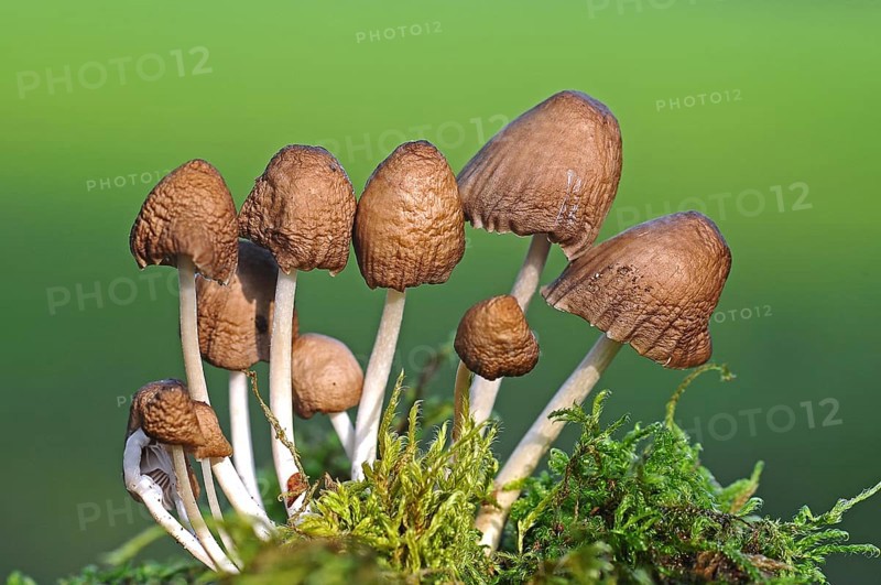 Clustered Bonnet Mushrooms (Mycena inclinata)