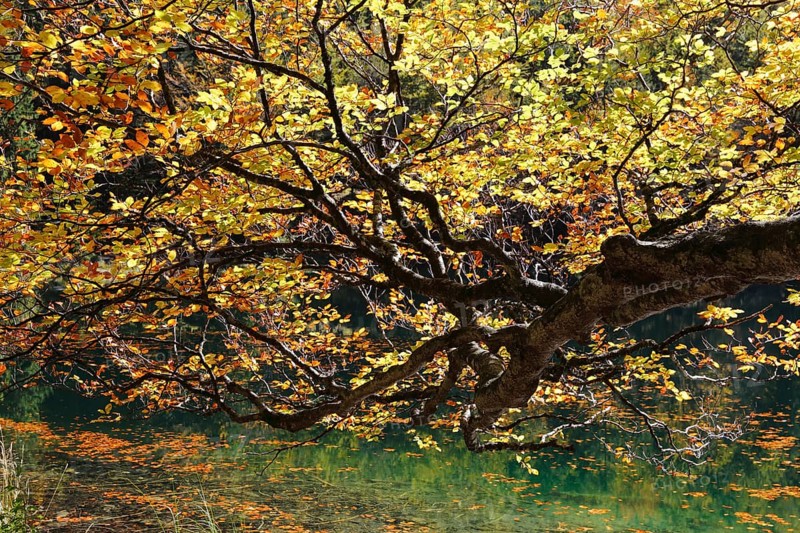 European Beech (Fagus sylvatica) on lake Hinterer Langbathsee in autumn