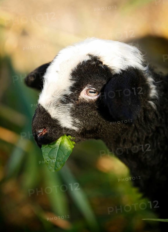 Black and white lamb eating
