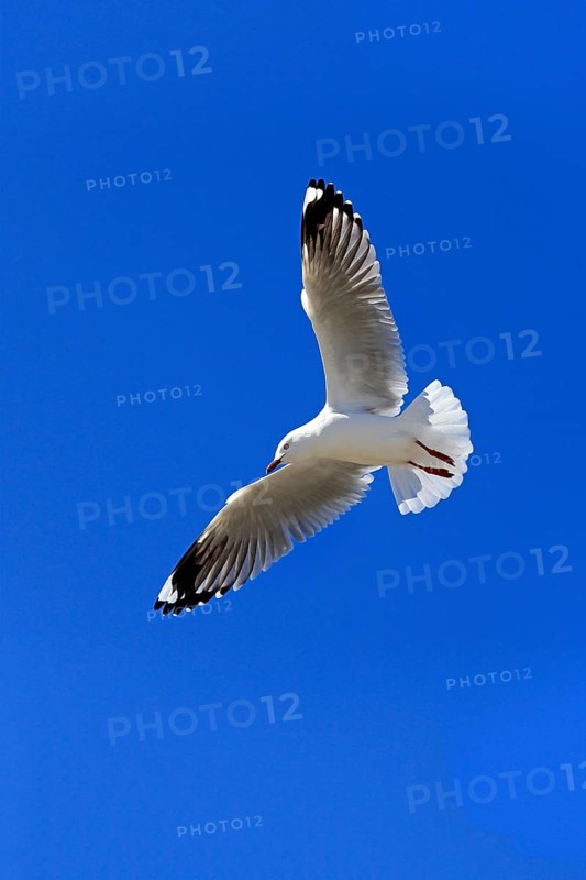 Silver Gull (Larus novaehollandiae)