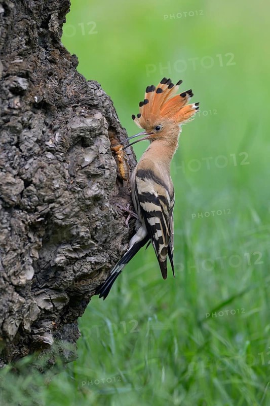 Hoopoe (Upupa epops)