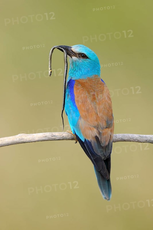 European roller (Coracias garrulus) on its perch with prey