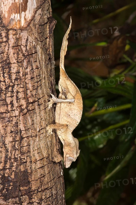 Fantastic Leaf Tailed Gecko (Uroplatus phantasticus)