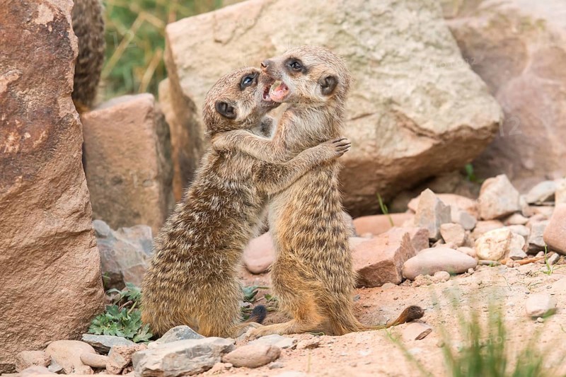 Two Meerkats (Suricata suricatta)