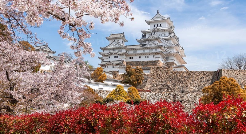 Blossoming cherry trees