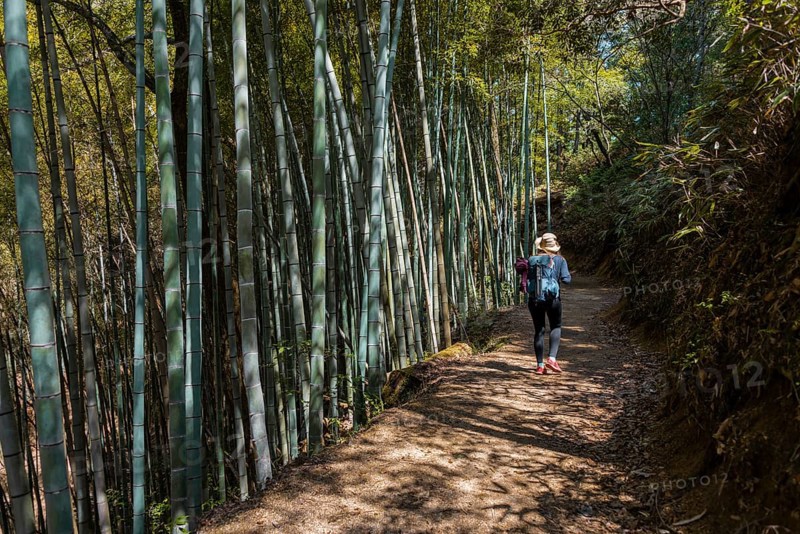 Female hiker on her way through high bamboo forest